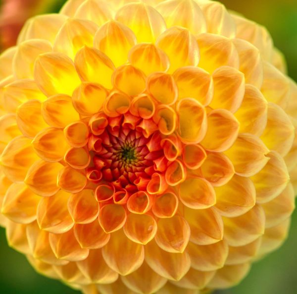 Bolldahlia